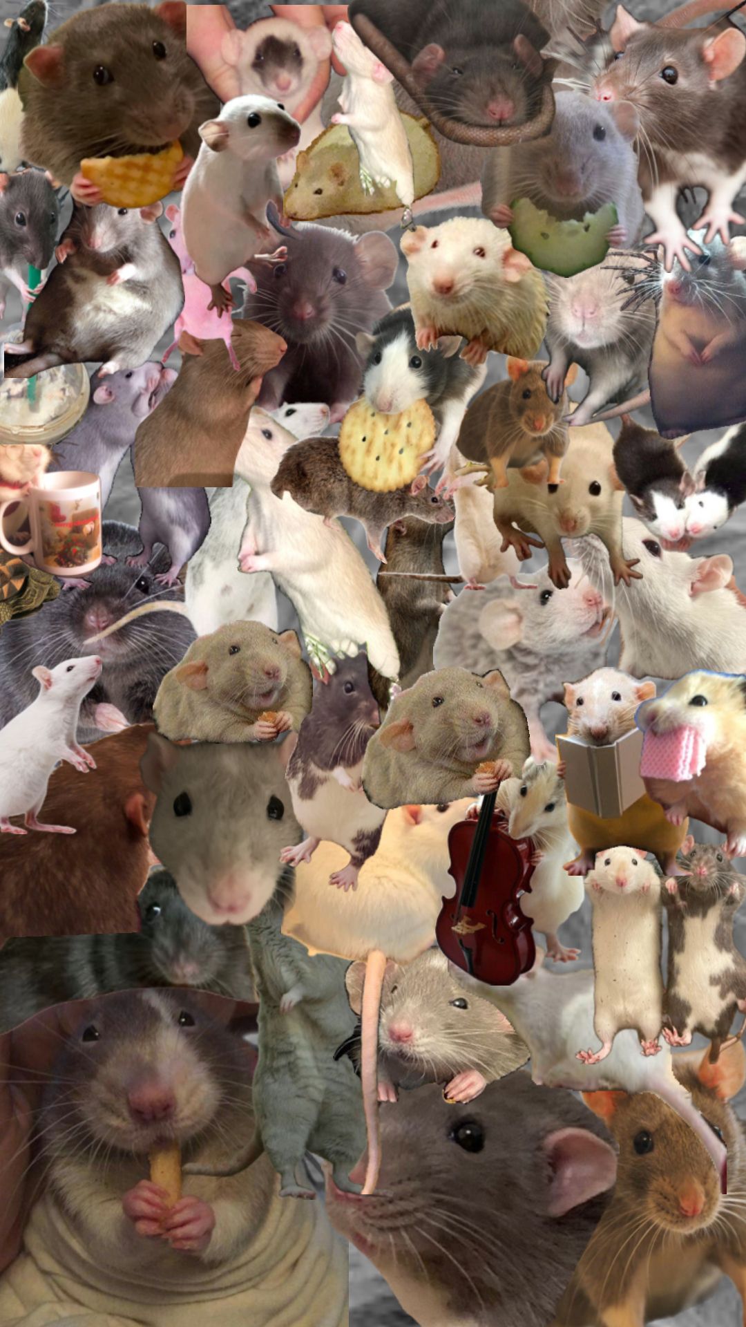 cute rat backgrounds 0017