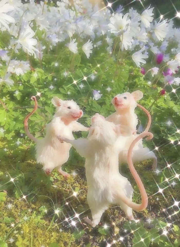 cute rat backgrounds 0031