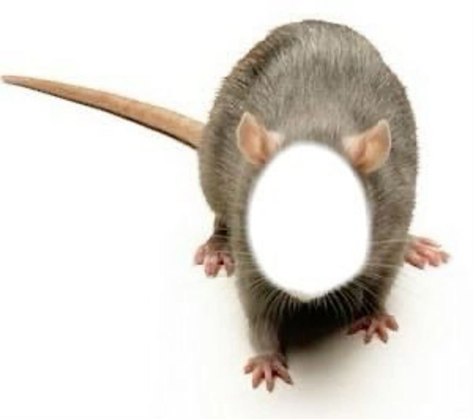 cute rat backgrounds 0034