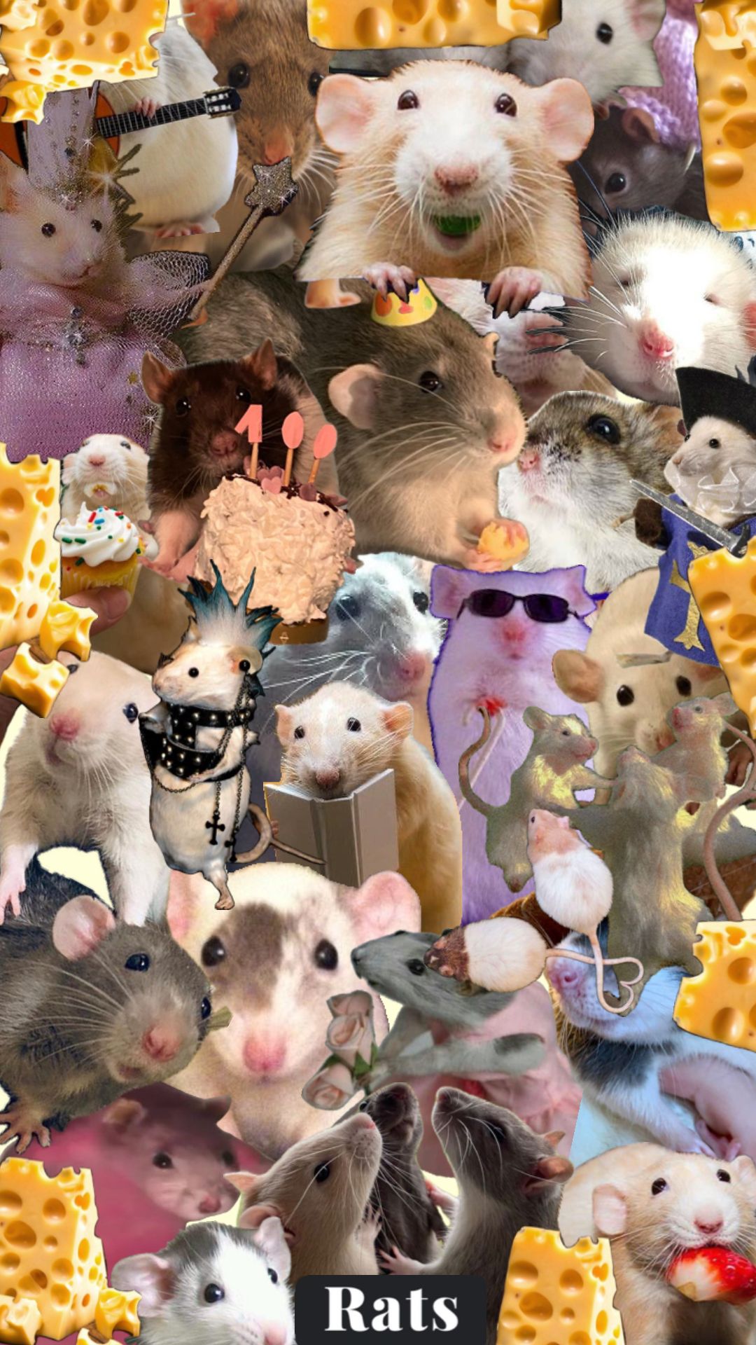 cute rat backgrounds 0044