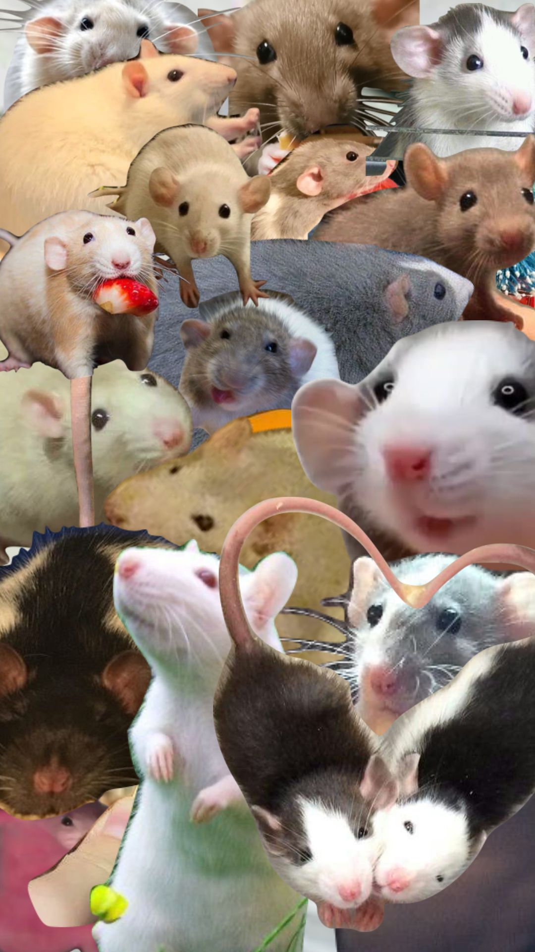 cute rat backgrounds 0058