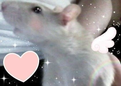 cute rat backgrounds 0084