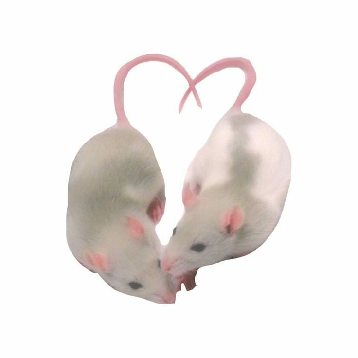 cute rat backgrounds 0090