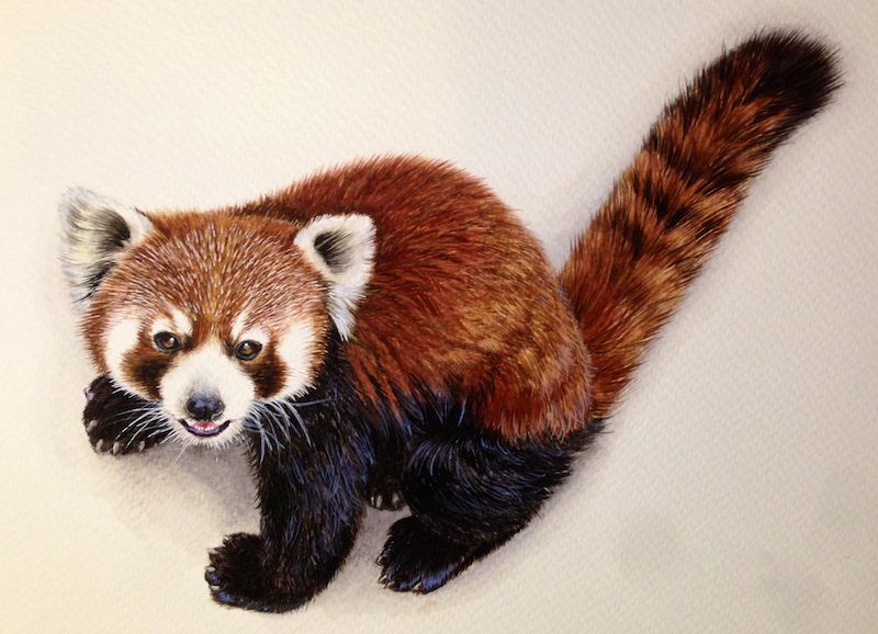 cute red panda backgrounds 0021