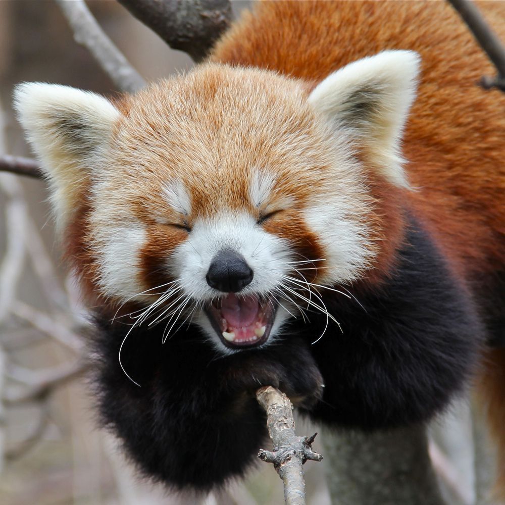 cute red panda backgrounds 0023