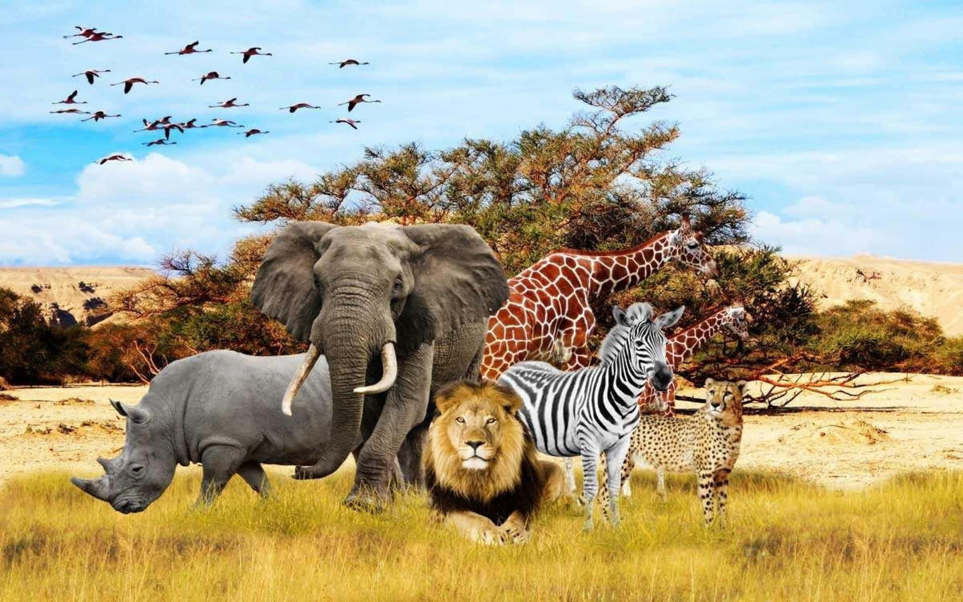 cute safari backgrounds 0080