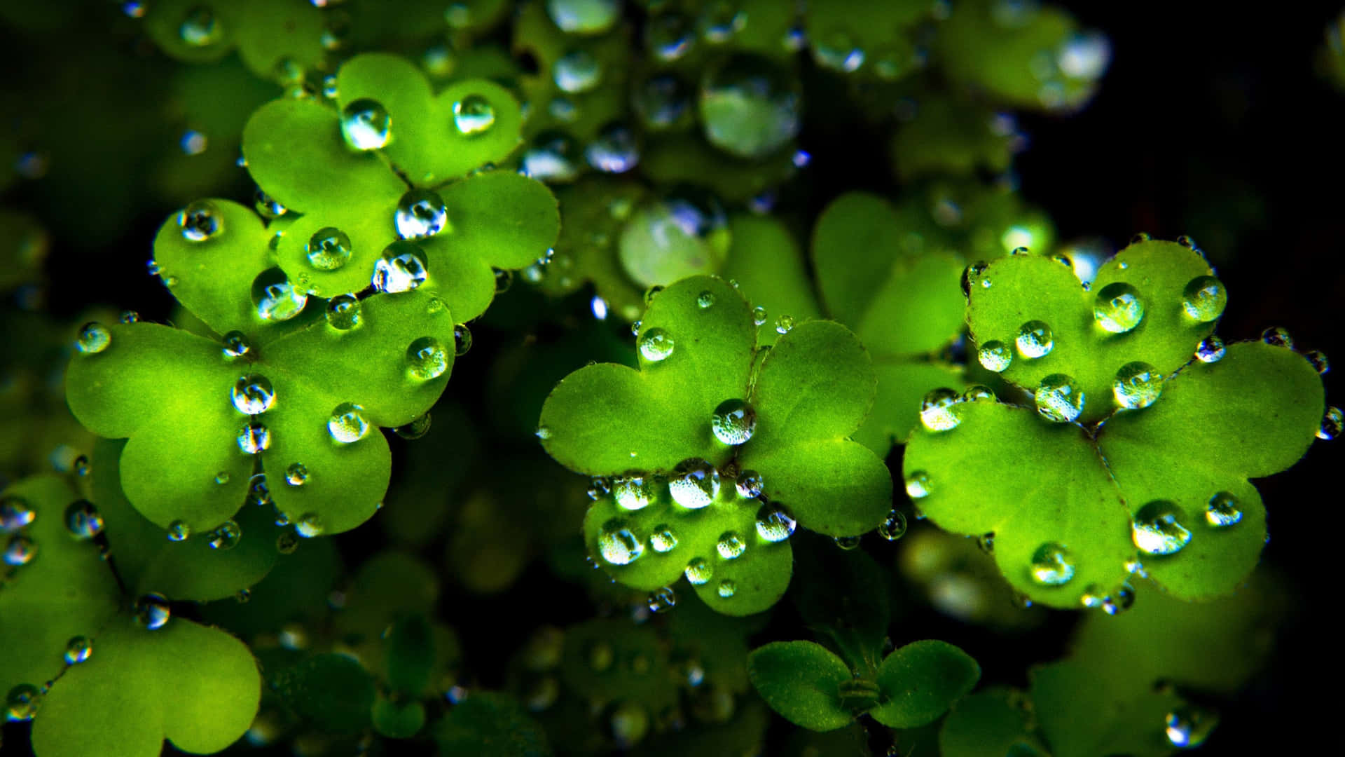 cute shamrock background 0078