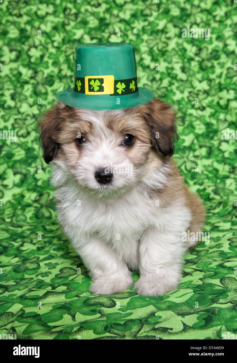 cute shamrock background 0086