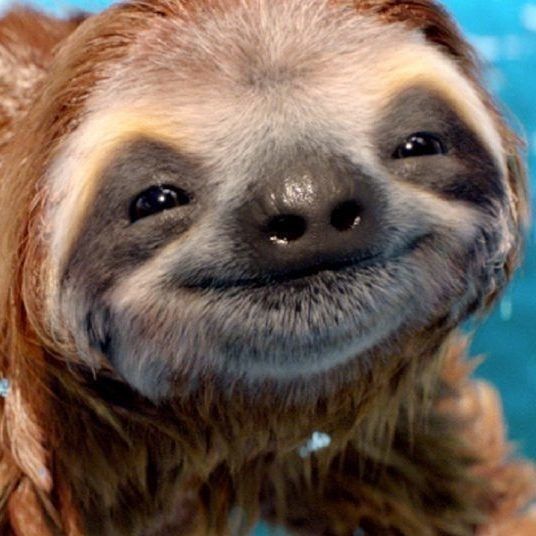 cute sloth backgrounds 0015