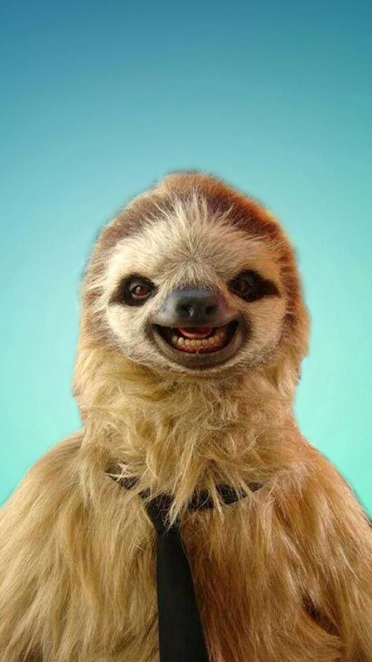 cute sloth backgrounds 0045