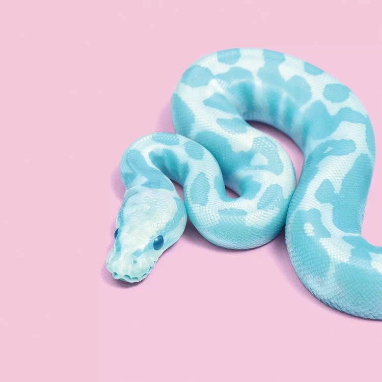 cute snake backgrounds 0064