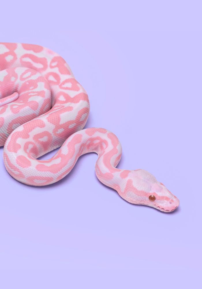 cute snake backgrounds 0085