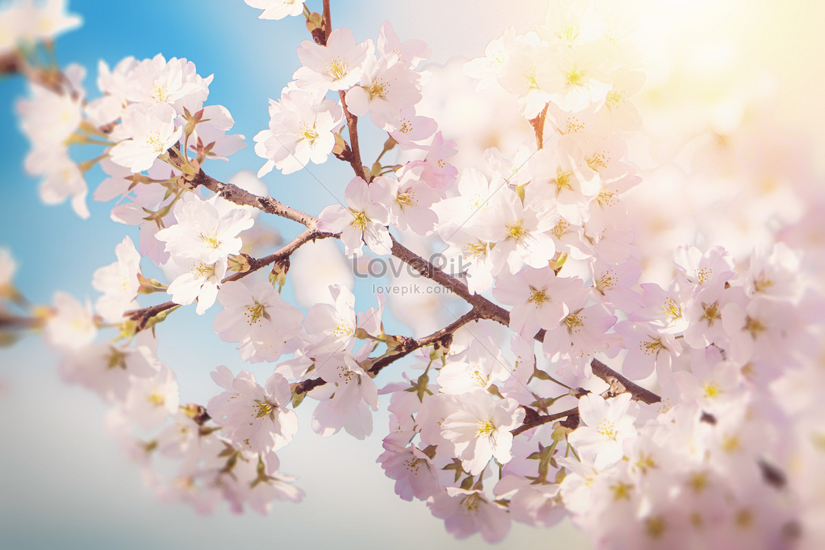 cute spring backgrounds 0012