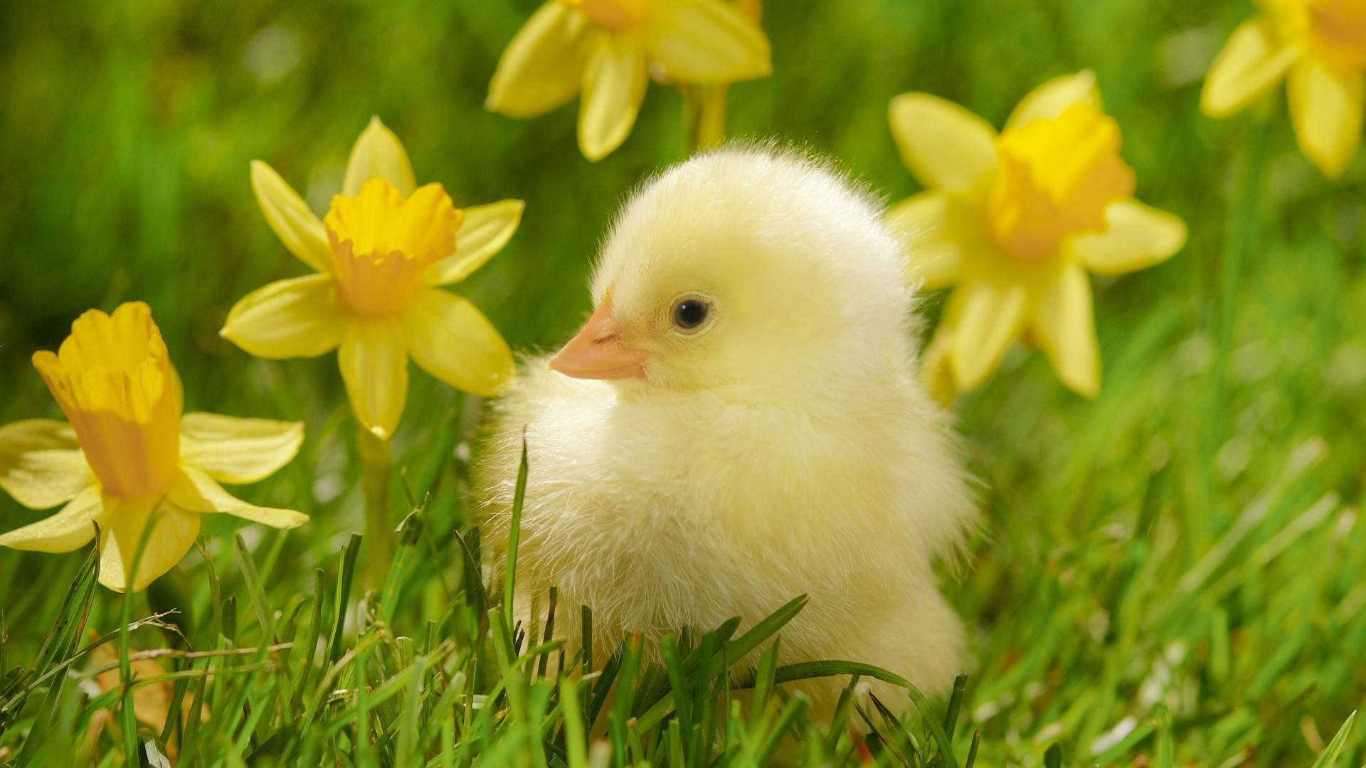 cute spring backgrounds 0034