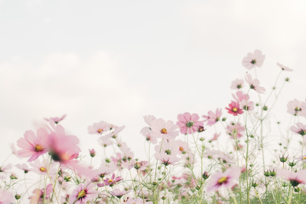 cute spring backgrounds 0041