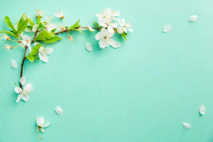 cute spring backgrounds 0048