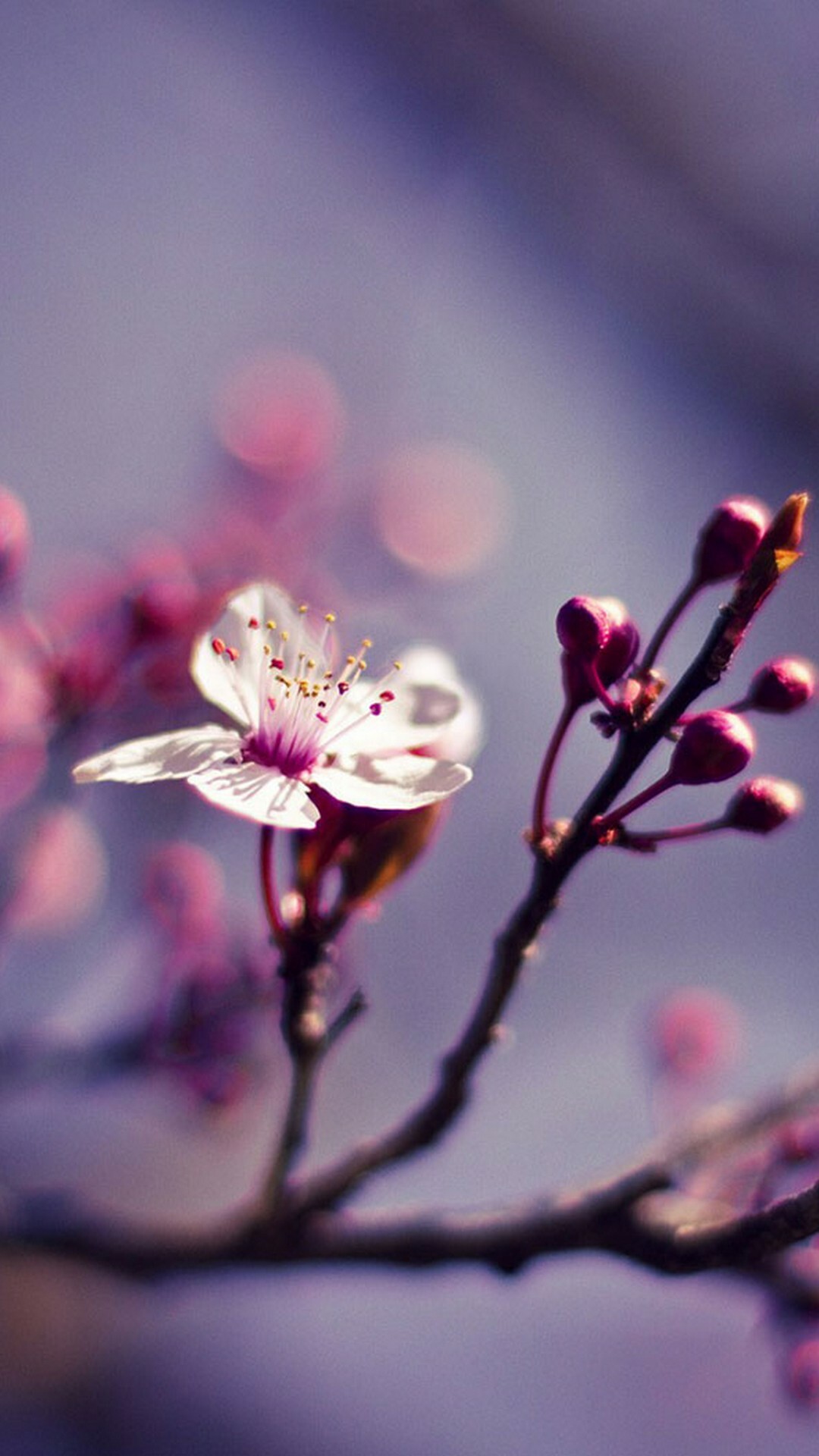 cute spring backgrounds 0058