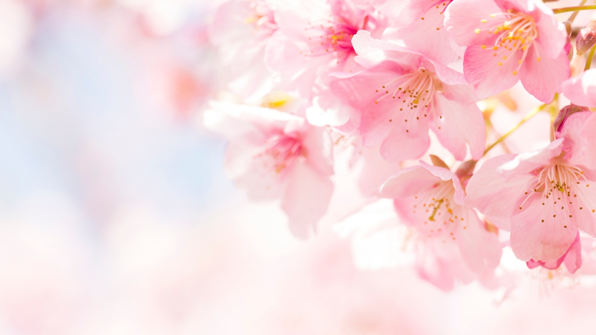 cute spring backgrounds 0096