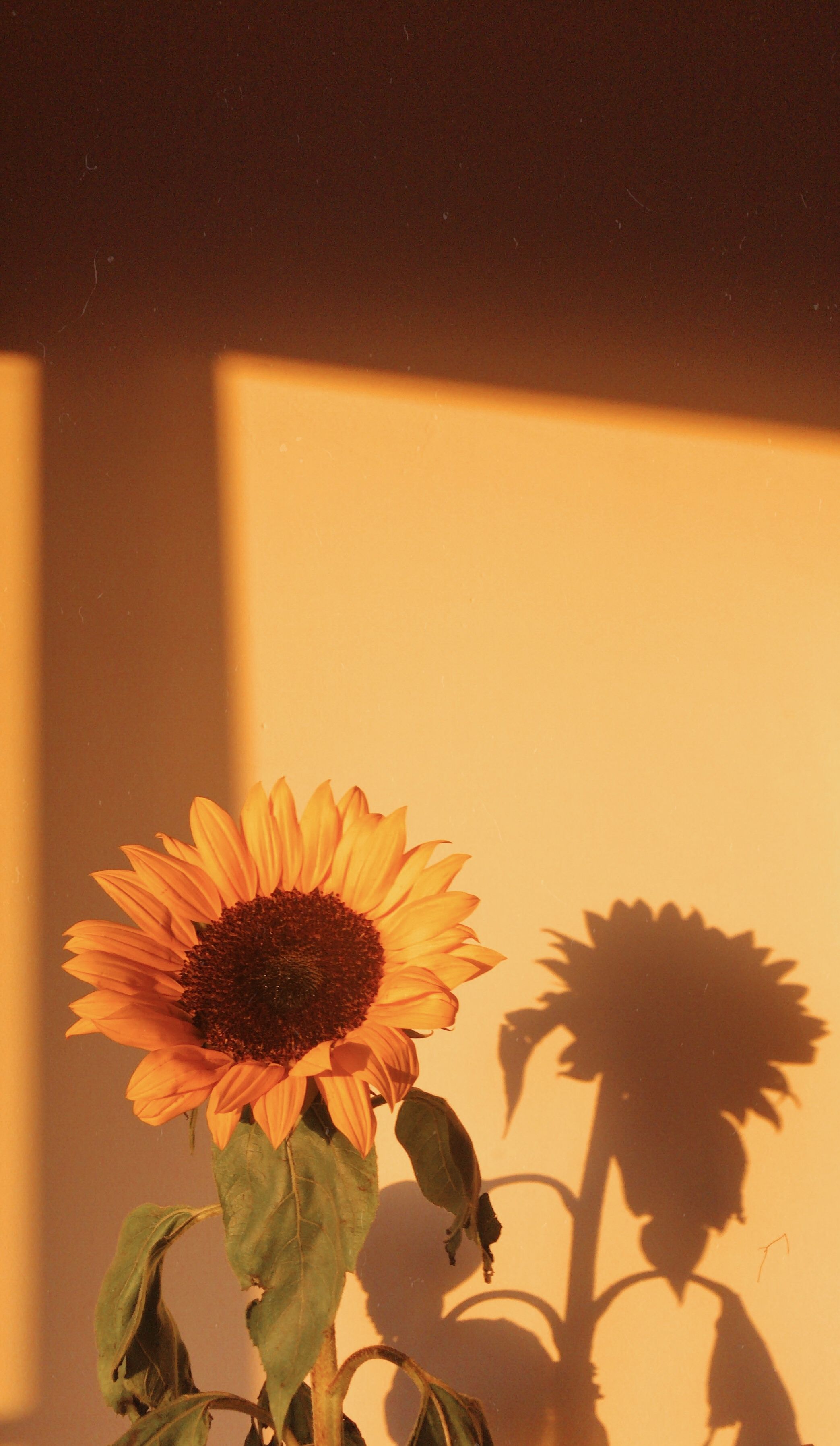 cute sunflower backgrounds 0027