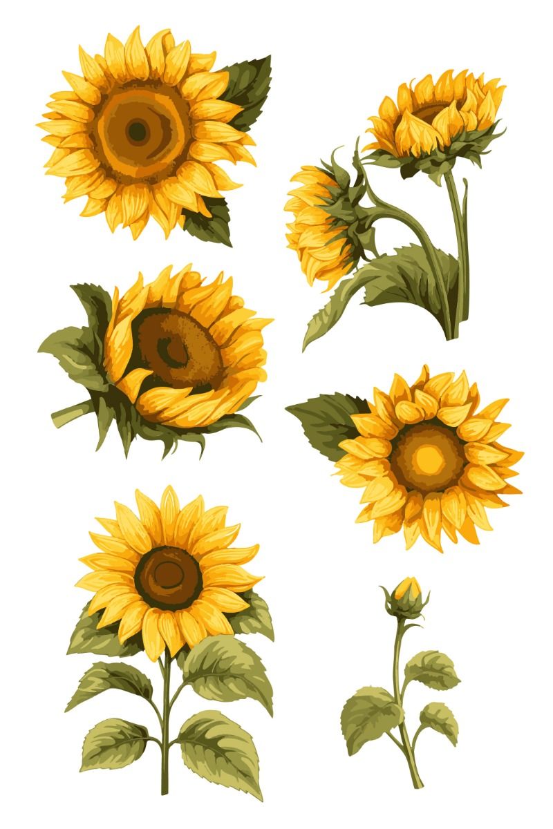 cute sunflower backgrounds 0030