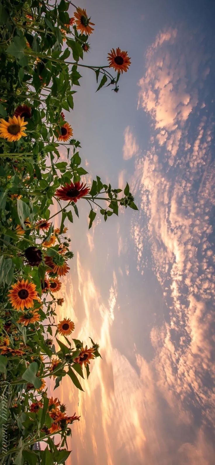 cute sunflower backgrounds 0036