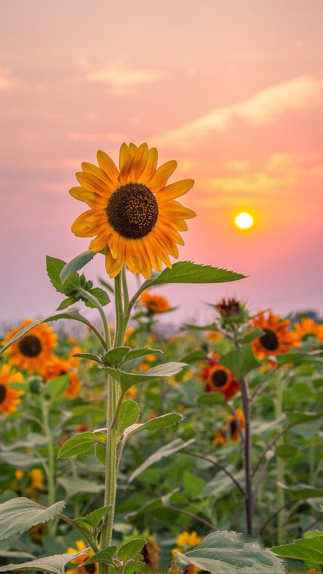 cute sunflower backgrounds 0037