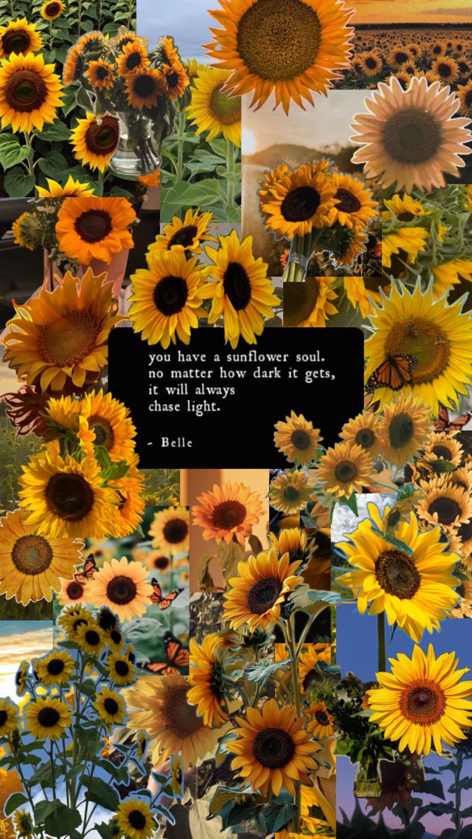 cute sunflower backgrounds 0039