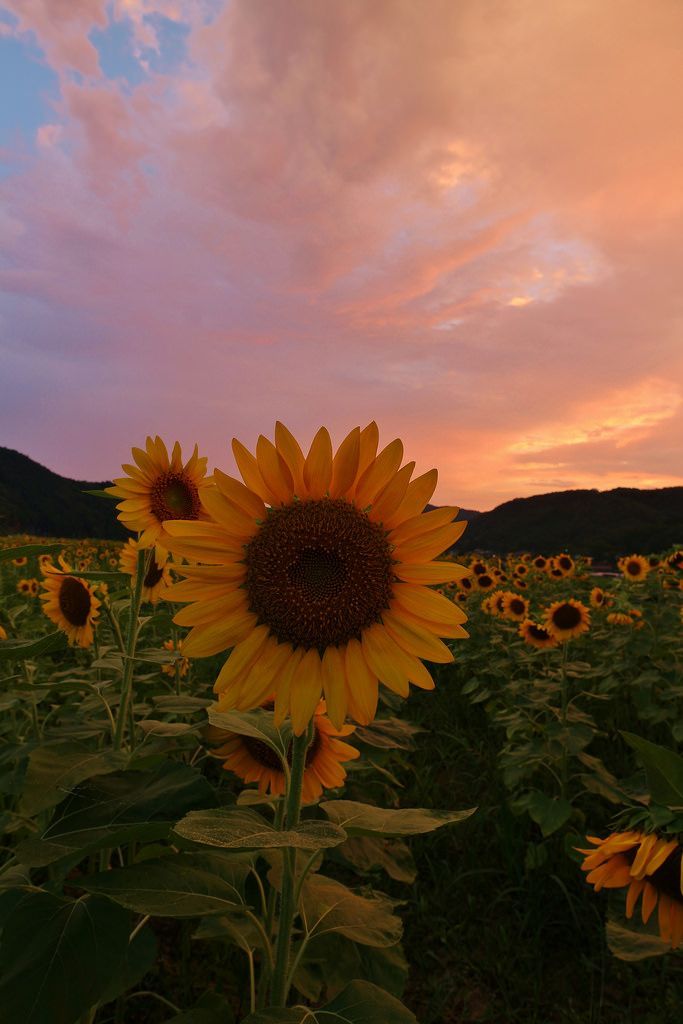 cute sunflower backgrounds 0040