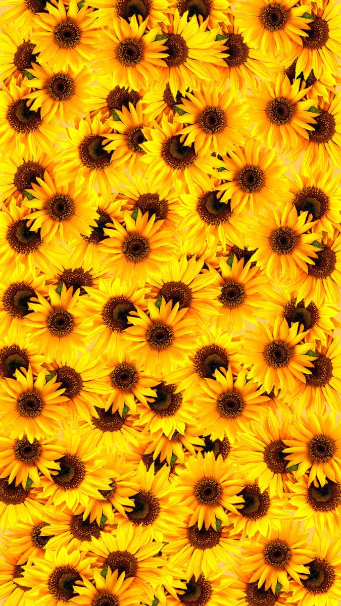 cute sunflower backgrounds 0042