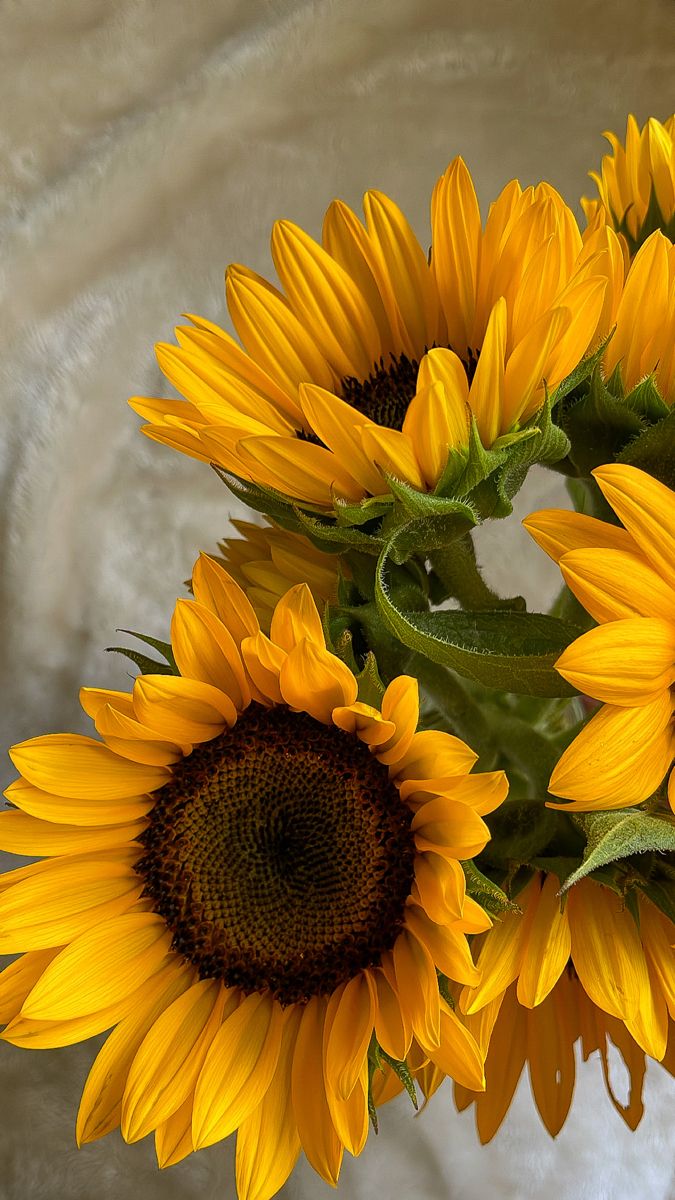 cute sunflower backgrounds 0044