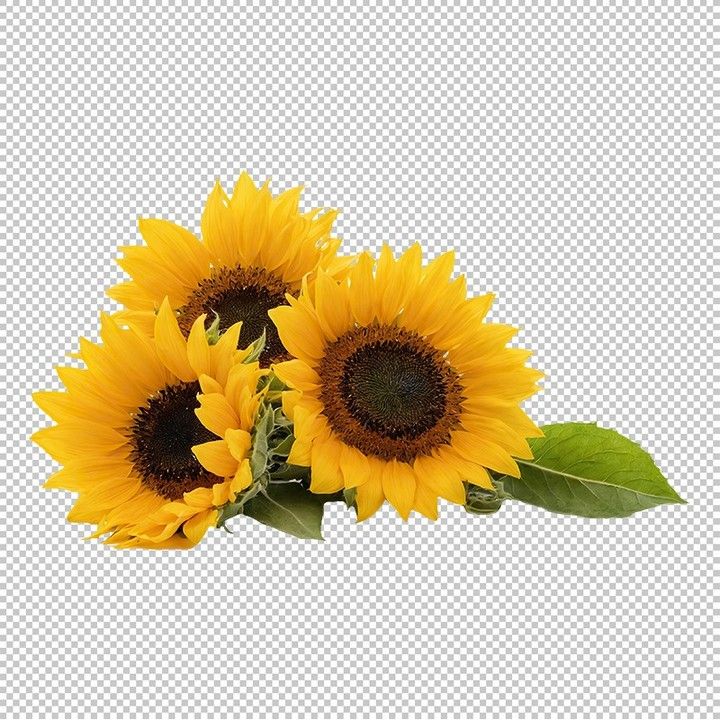 cute sunflower backgrounds 0054