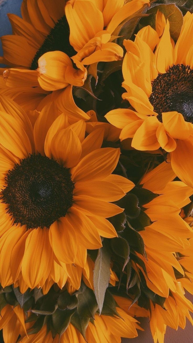 cute sunflower backgrounds 0056