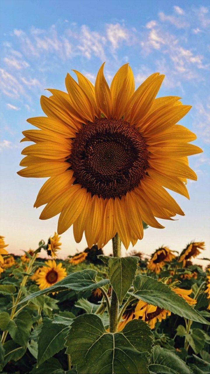 cute sunflower backgrounds 0061