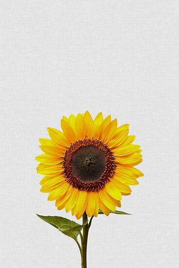 cute sunflower backgrounds 0063