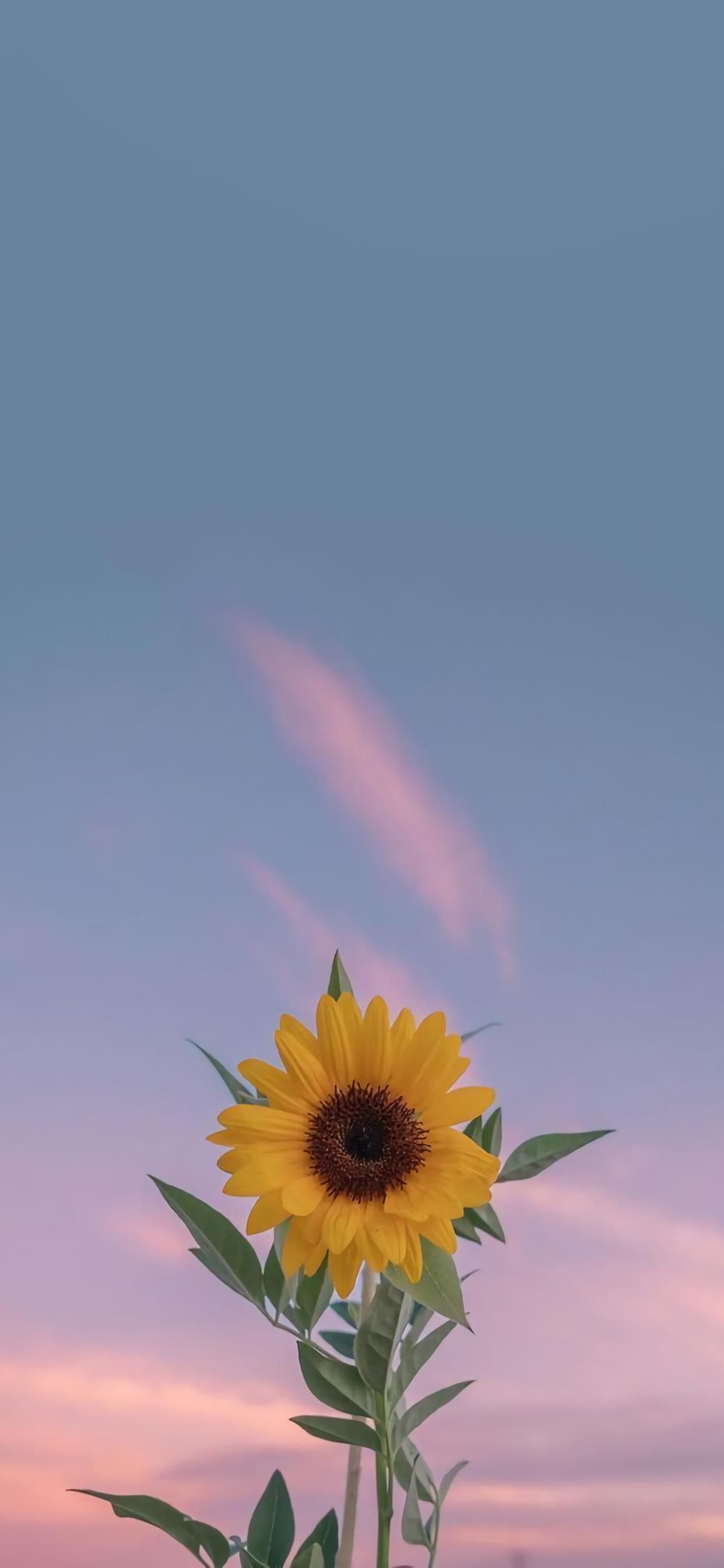 cute sunflower backgrounds 0071