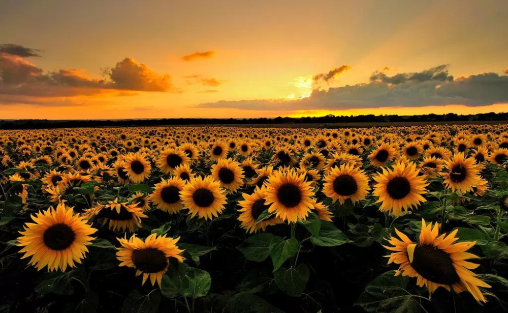 cute sunflower backgrounds 0073