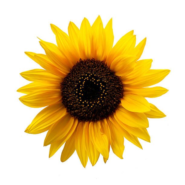 cute sunflower backgrounds 0076