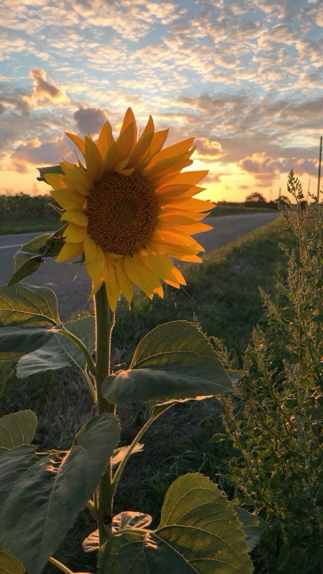 cute sunflower backgrounds 0078