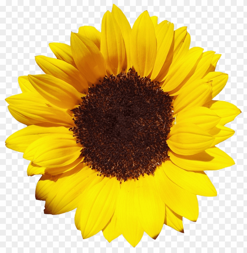 cute sunflower backgrounds 0089