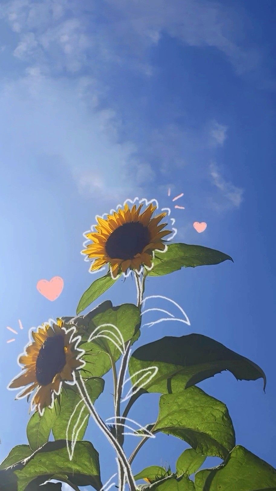 cute sunflower backgrounds 0090