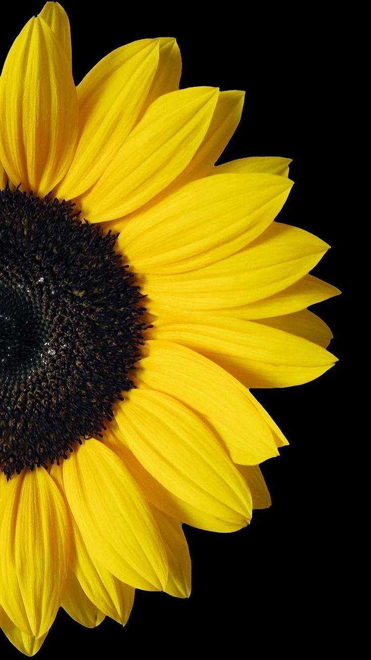 cute sunflower backgrounds 0094