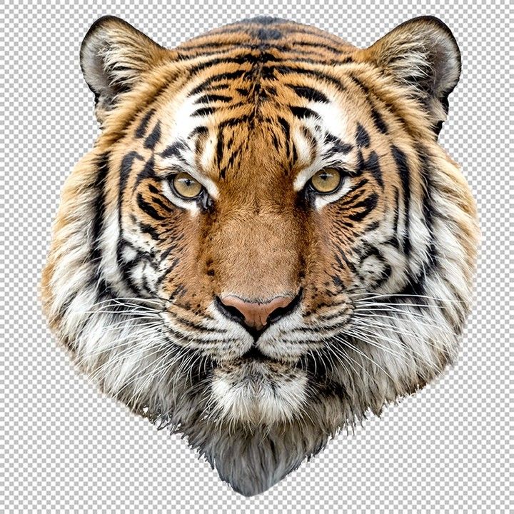 cute tiger backgrounds 0018