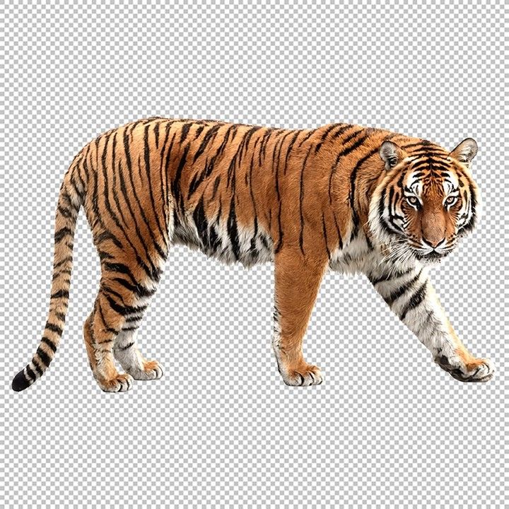 cute tiger backgrounds 0029