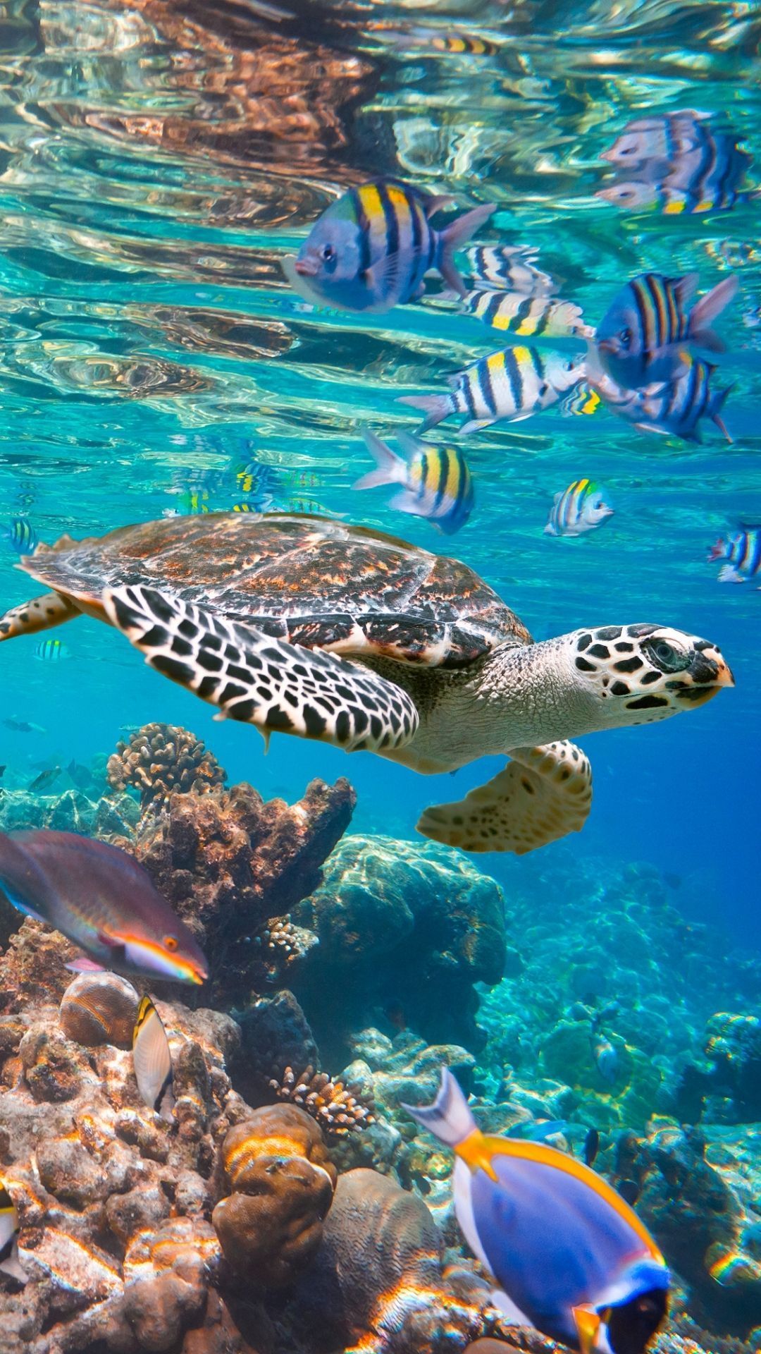 cute turtle backgrounds 0014