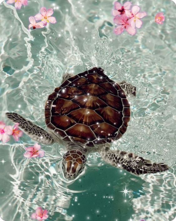 cute turtle backgrounds 0031