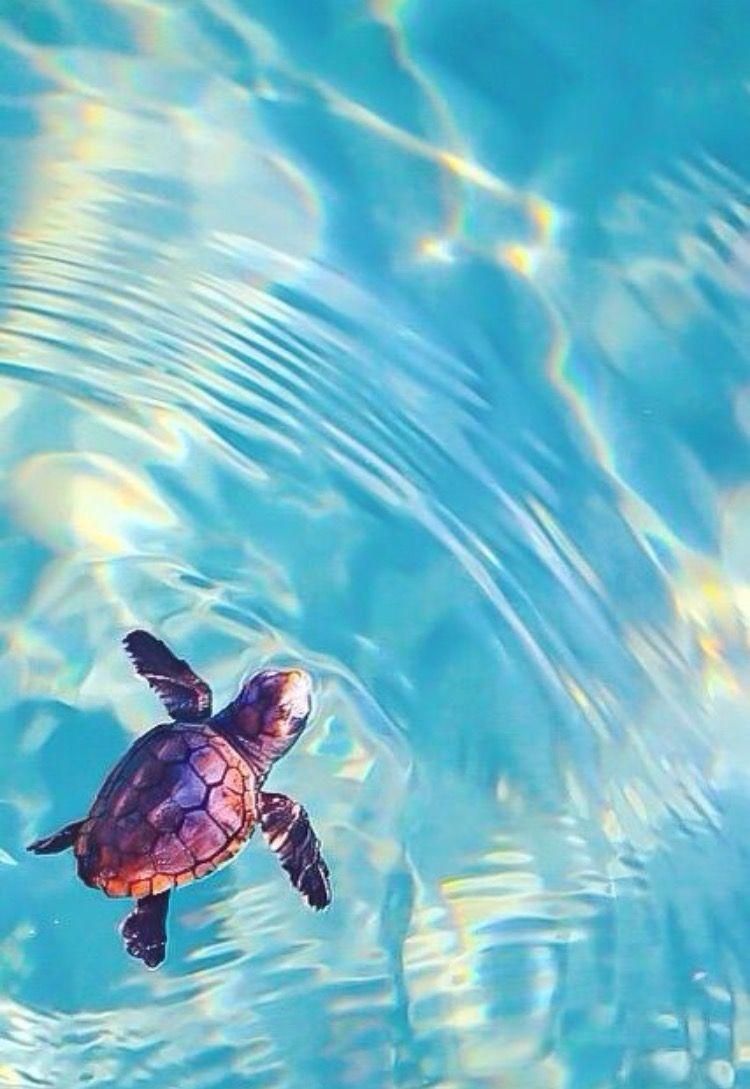 cute turtle backgrounds 0034