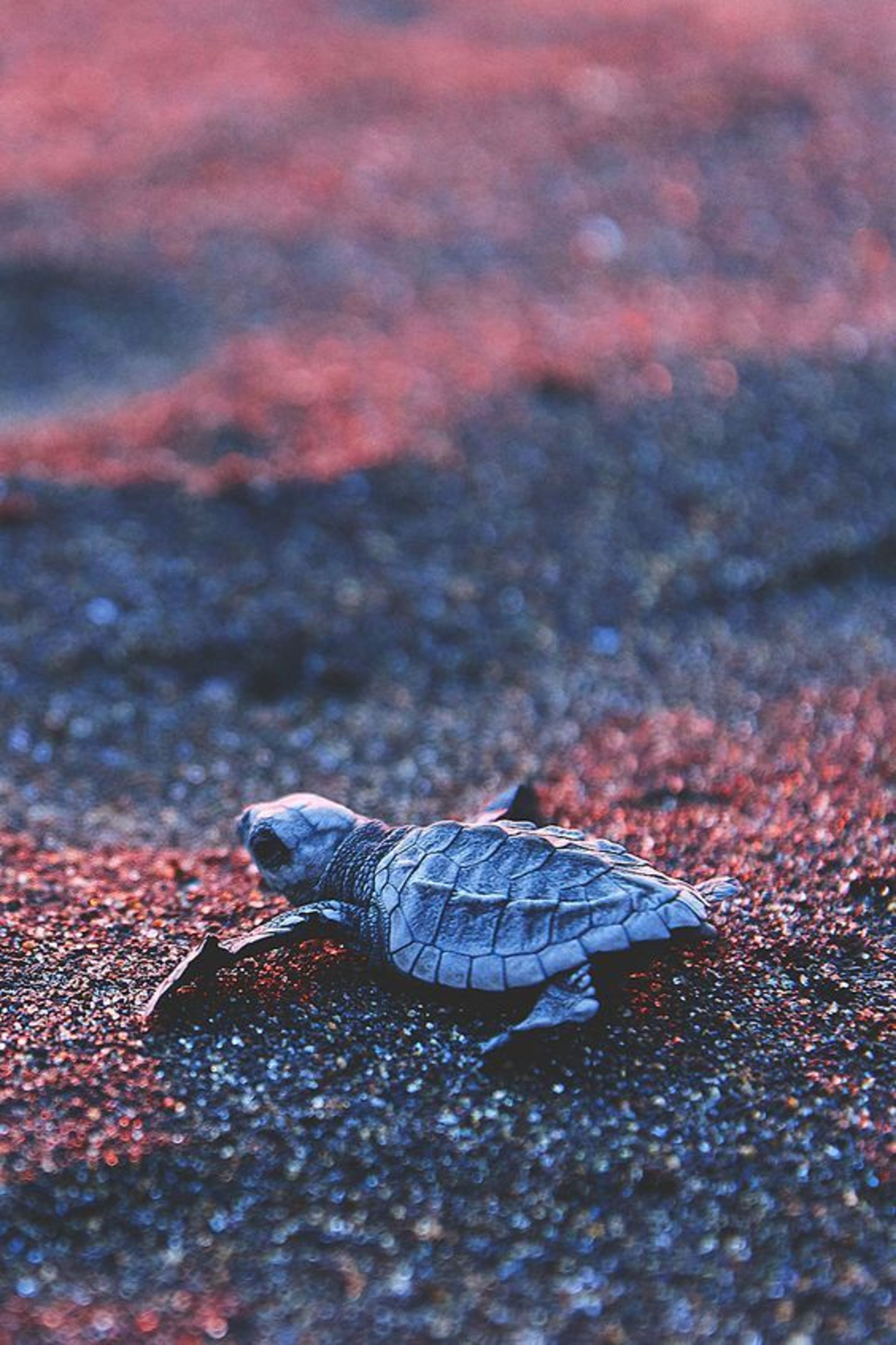 cute turtle backgrounds 0045