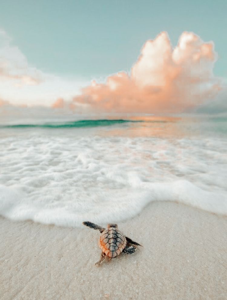 cute turtle backgrounds 0057