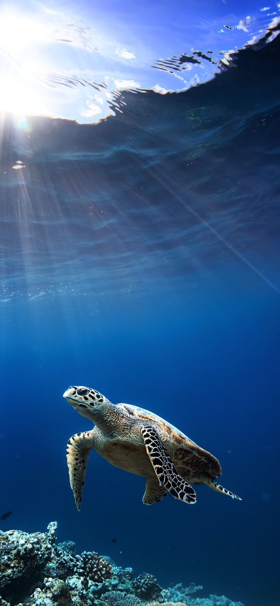 cute turtle backgrounds 0058