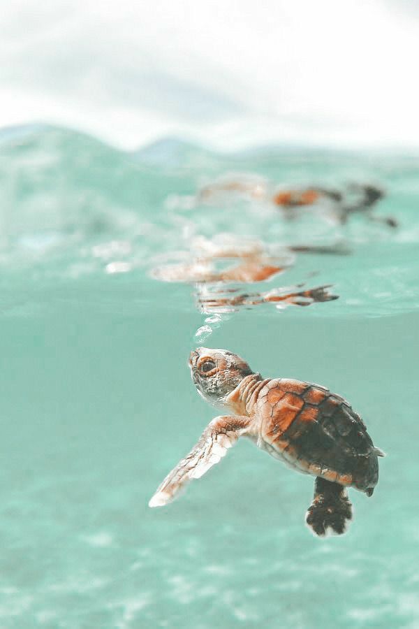 cute turtle backgrounds 0065